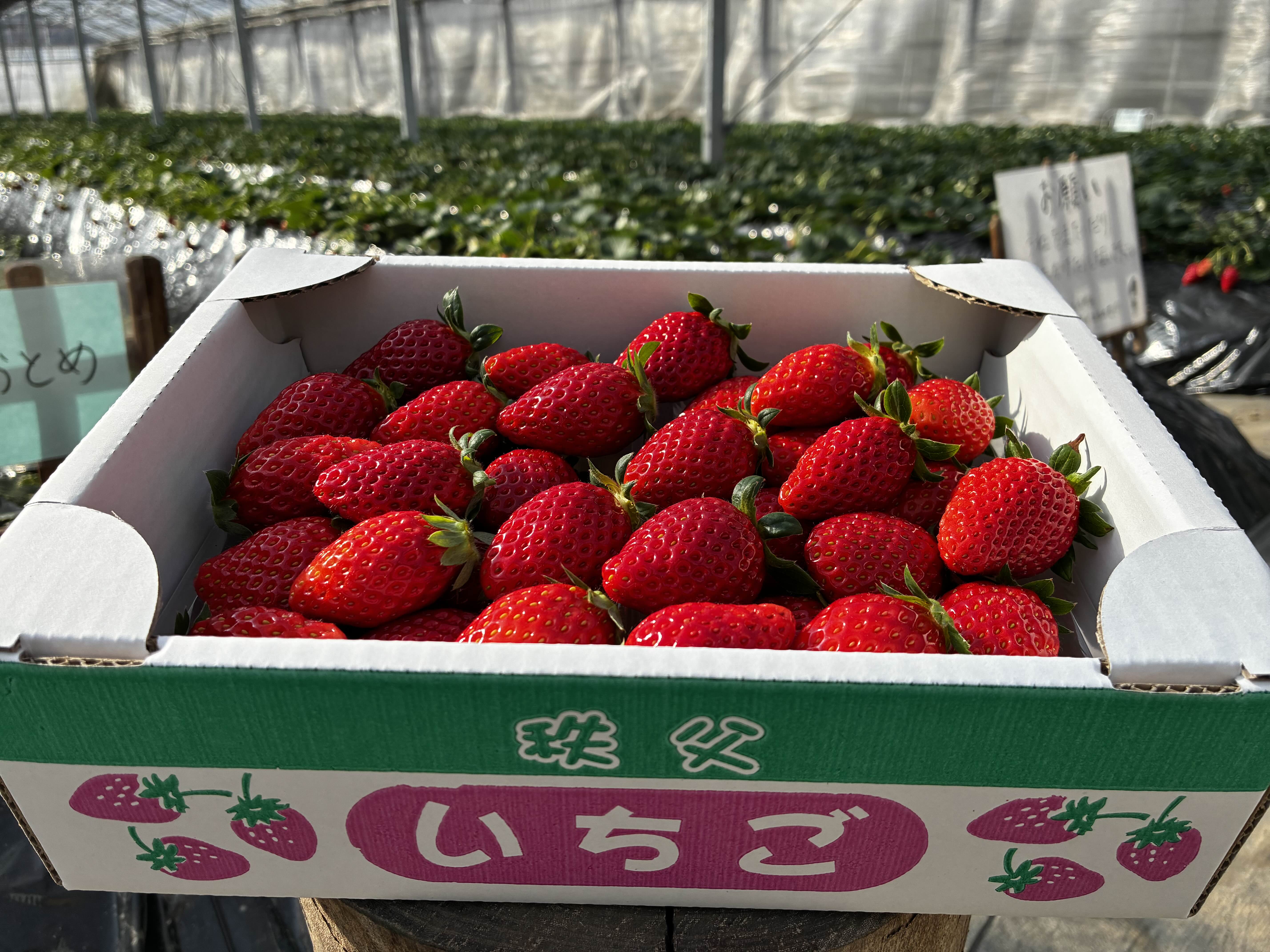 秩父いちごの箱詰め