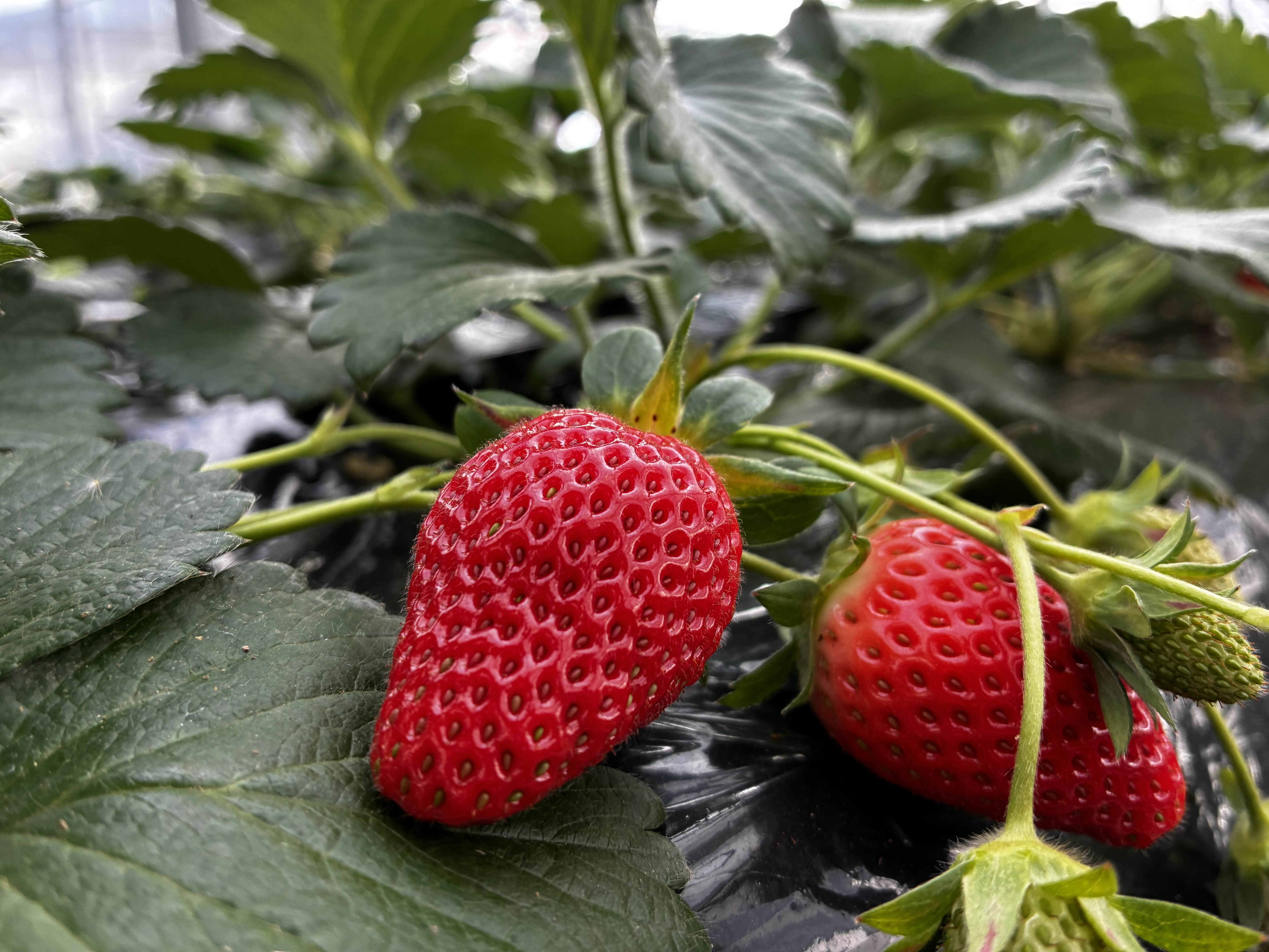 ハウスで育つ完熟いちご